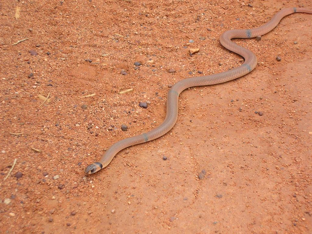 Ringed Brown Snake_0.jpg